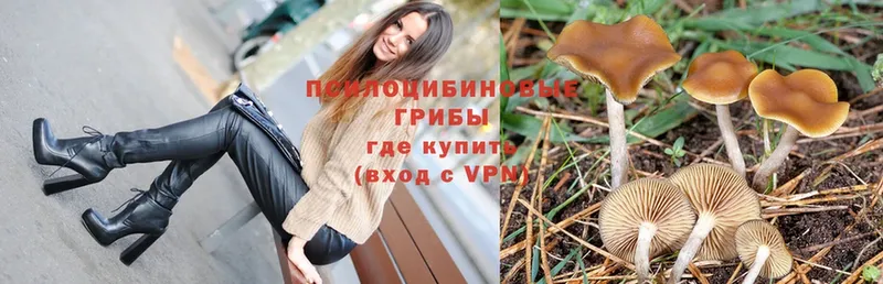 цена наркотик  Грайворон  Псилоцибиновые грибы Psilocybe 